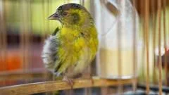 Catching the hunters trapping rare songbirds in China