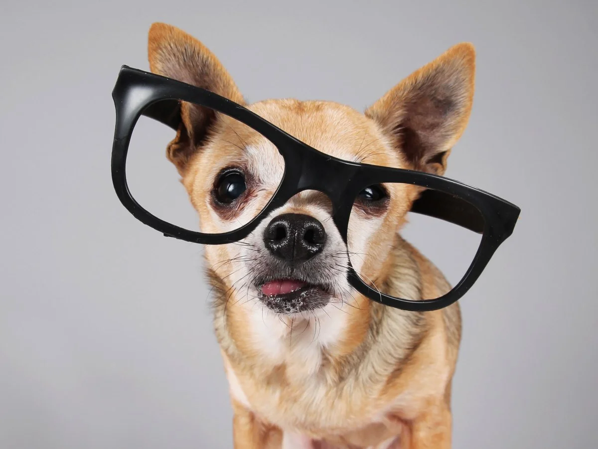These are the best gadgets for your pet right now