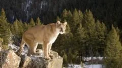 Woman killed in suspected mountain lion attack in US