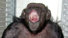 Ai, Japanese chimpanzee who counted and painted, dies at 49