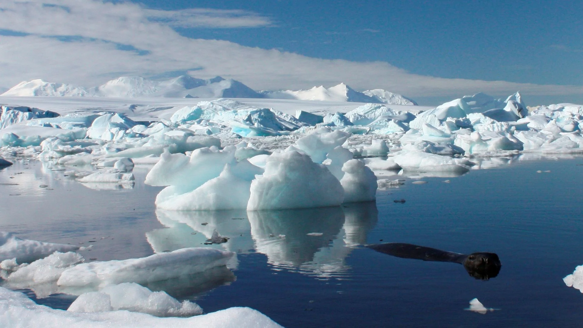 We can learn a lot from Antarctica's weird biology