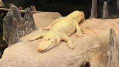 Goodbye gator, see you later: San Francisco mourns its beloved albino alligator 