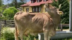 Cow astonishes scientists with rare use of tools