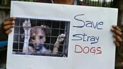 Indian state investigates killings of hundreds of stray dogs
