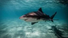 Four attacks in 48 hours: How east Australia's beaches became a 'perfect storm' for sharks