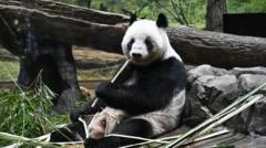 Tearful goodbyes as Japan returns pandas to China amid worsening ties 