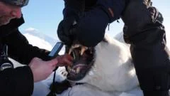 Polar bears on Norwegian islands fatter and healthier despite ice loss, scientists say