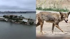 Stay or go - what's next for coyote that escaped to Alcatraz?