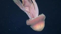 Watch: Giant phantom jellyfish floating off Argentina