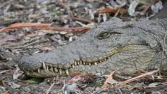Fisherman fleeing elephants killed by crocodile in Zambia  