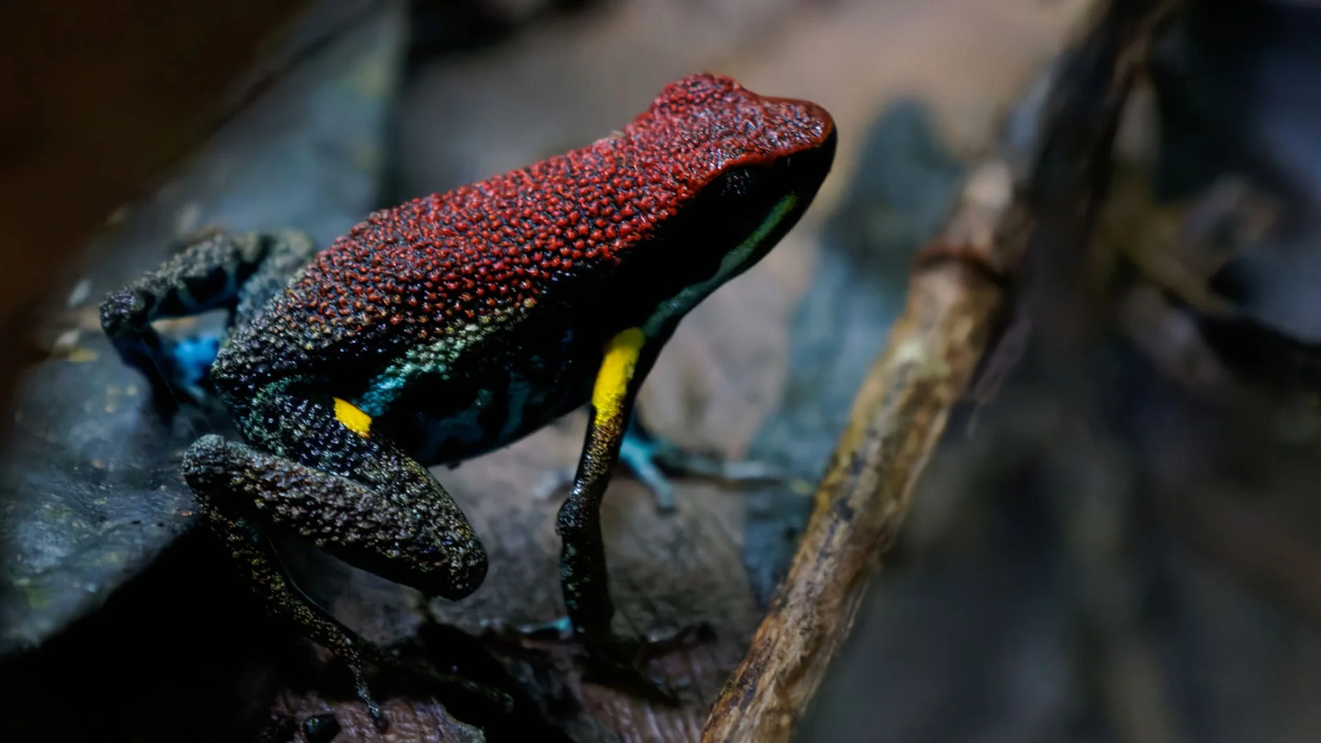 The science behind the frog poison that allegedly killed Navalny
