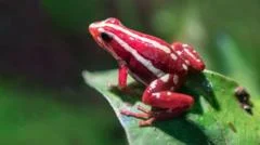 What is the dart frog toxin allegedly used to kill Alexei Navalny?