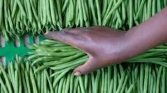 How two farms in Senegal supply many of the UK's vegetables