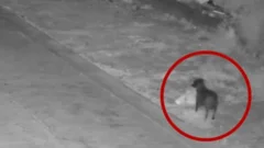 Dog trained to illegally dump rubbish, Italian authorities say