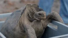 Giant tortoises return to Galápagos island after nearly 200 years