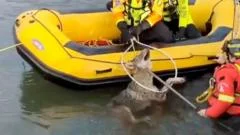 Watch: Moment wolf rescued from canal in northern Italy
