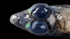 Spectacular images reveal unique sea creatures and corals off Caribbean islands