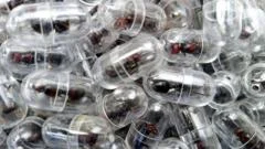 Chinese national arrested over attempt to smuggle 2,000 queen ants from Kenya 