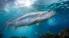 Decline in migratory fish populations prompts fight for protection 