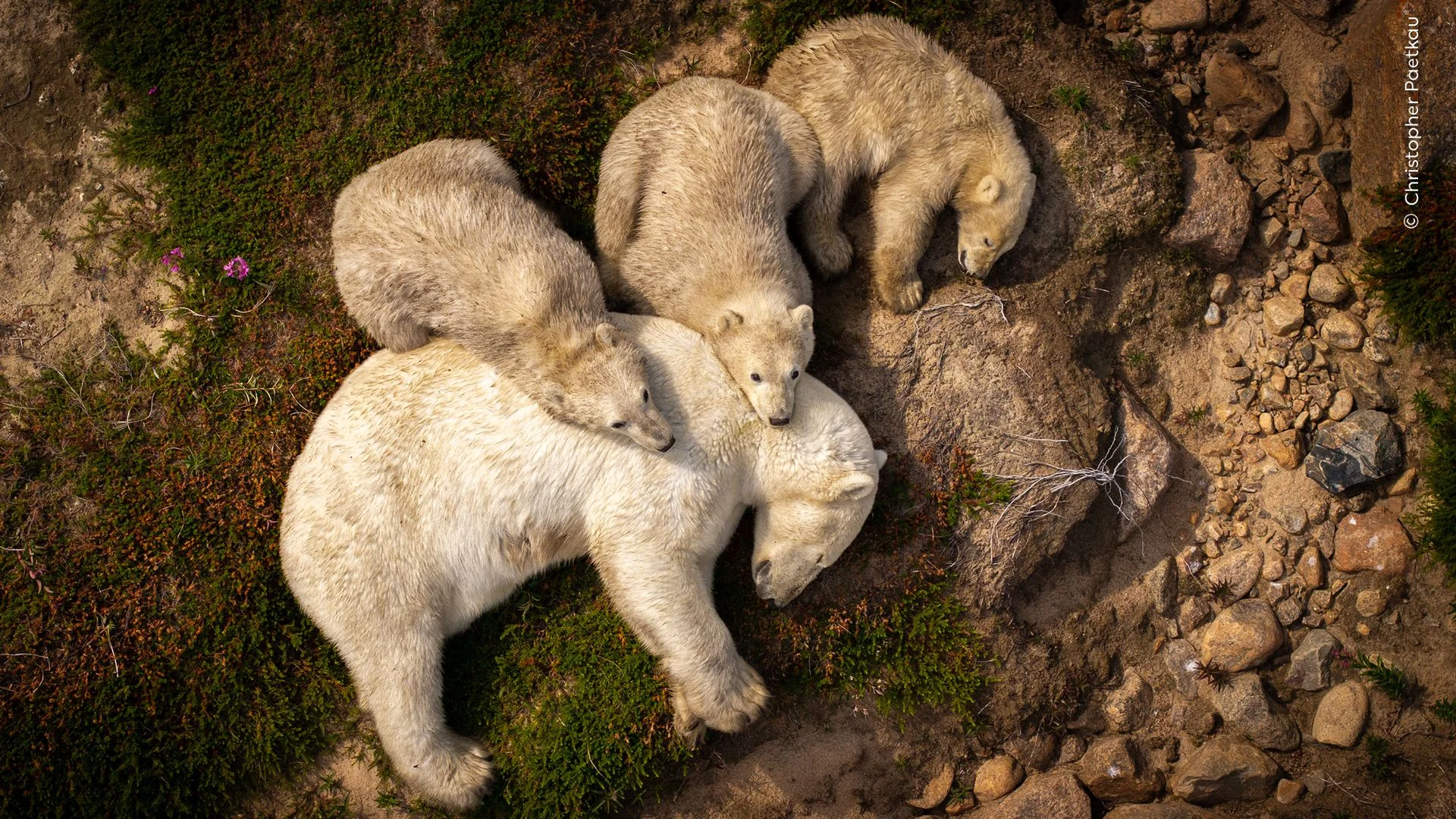 Wildlife Photographer of the Year: Pick your favourite snap