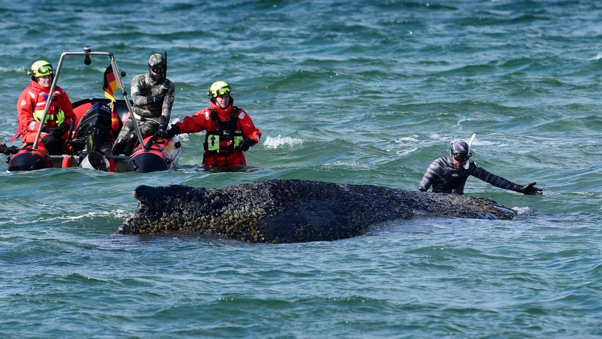 'Every minute counts' in stranded whale rescue attempt