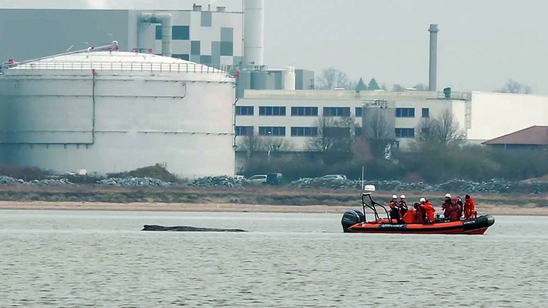 Whale stranded again in Baltic Sea -  just days after rescue 