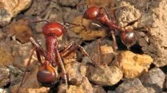 One ant for $220: The new frontier of wildlife trafficking