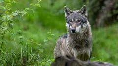 Wolf bites woman in shock German attack on busy Hamburg shopping street