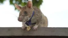 Cambodia unveils statue to honour famous landmine-sniffing rat