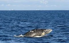 Young gray whale dies after swimming up river in Washington state