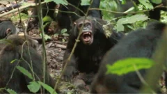 Chimpanzees in Uganda locked in vicious 'civil war', say researchers