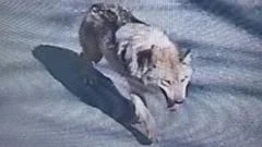 South Korea deploys thermal imaging cameras in search for escaped zoo wolf