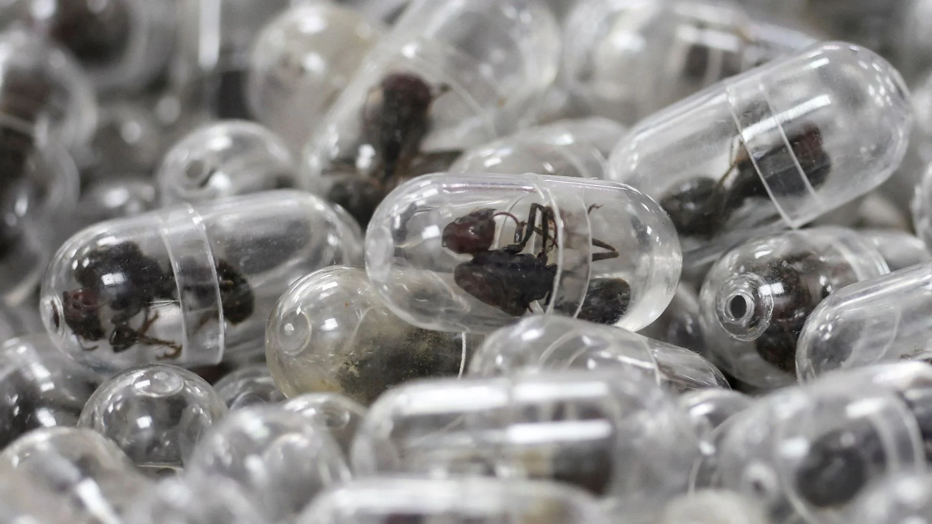 Chinese man jailed after trying to smuggle 2,000 live ants out of Kenya