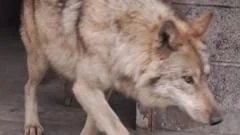 Runaway wolf finally captured after nine-day search in South Korea