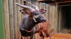 Endangered antelopes flown to Kenya from Czech zoo in 'historic homecoming'
