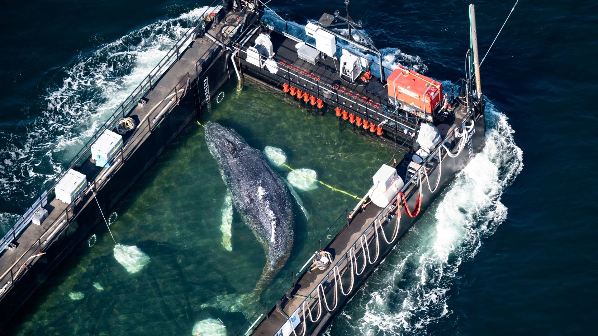 Stranded whale transported on barge to North Sea