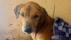 BBC uncovers the scammers exploiting dogs to elicit donations from animal lovers
