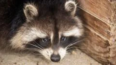 Cuter and closer: Raccoons may be on their way to becoming America's next pet