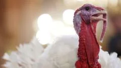 Watch: President Trump pardons Waddle and Gobble, the Thanksgiving turkeys 