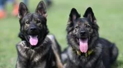 Police investigate theft of four dogs from Malawi presidential palace 