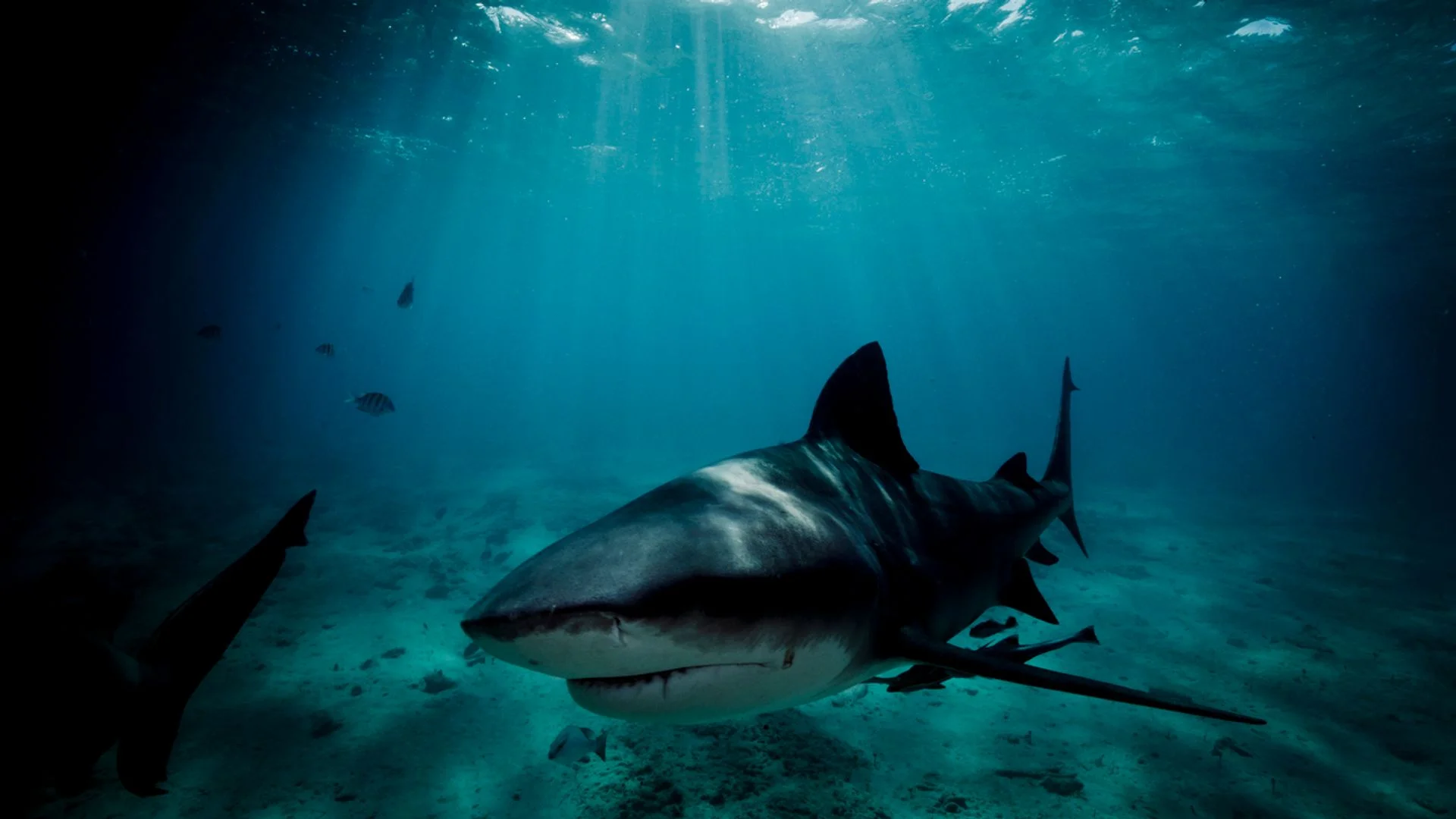 Tourist's partner 'tried to fight off shark' during fatal attack