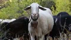 Greek sheep and goat cull raises fears of feta cheese shortage
