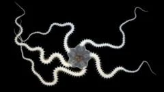 Deep-sea mining tests impact over a third of seabed animals - scientists