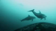 Cameras on killer whales record first evidence of joint hunt with dolphins 