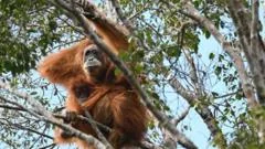 Fears grow that world's rarest apes were swept away in Sumatran floods