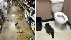 From booze to black belts: Virginia's drunk raccoon suspected in karate shop break-in